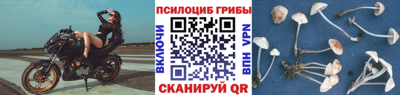 Псилоцибиновые грибы Psilocybe  Купить где  Туапсе 